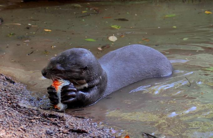 南美巨型水獭,以食人鱼为食,正面硬怼美洲豹、凯门鳄完全不怂!