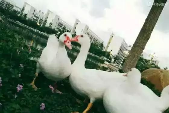 再见!珠海市实验中学,谢谢你带给我难忘的青春记忆