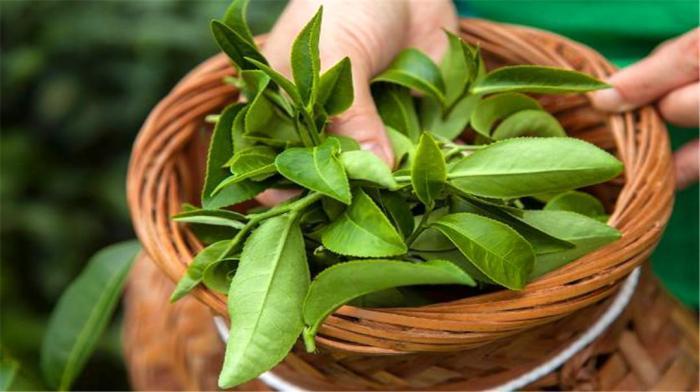 古人说的“奉茶”啥意思?二十个产茶省八千万茶农,中国茶叶知多少