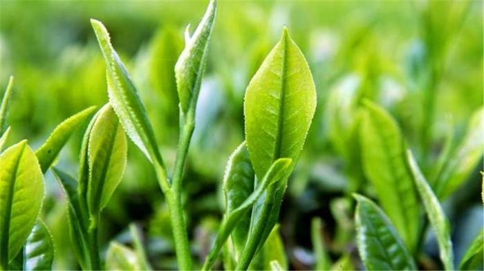 古人说的“奉茶”啥意思?二十个产茶省八千万茶农,中国茶叶知多少