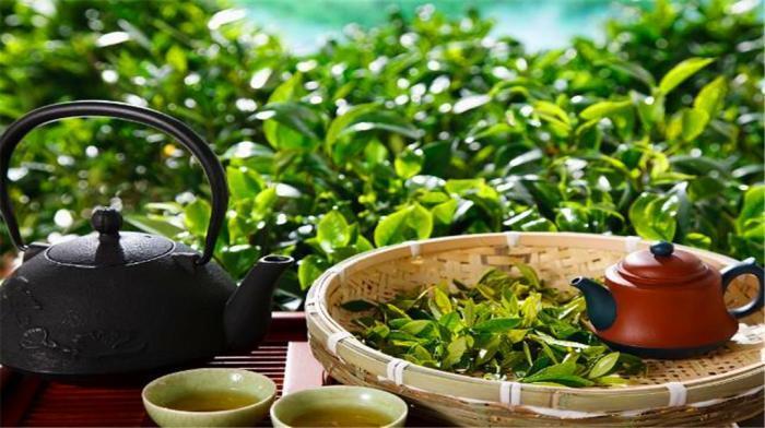 古人说的“奉茶”啥意思?二十个产茶省八千万茶农,中国茶叶知多少