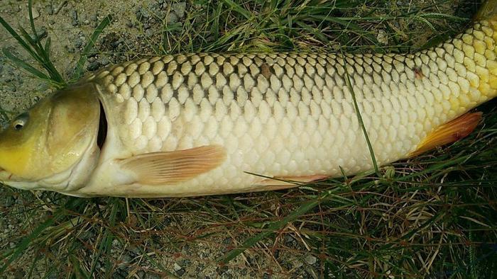 冬季钓鲤鱼的8个技巧攻略,一般人我不告诉他!