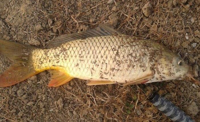 冬季钓鲤鱼的8个技巧攻略,一般人我不告诉他!