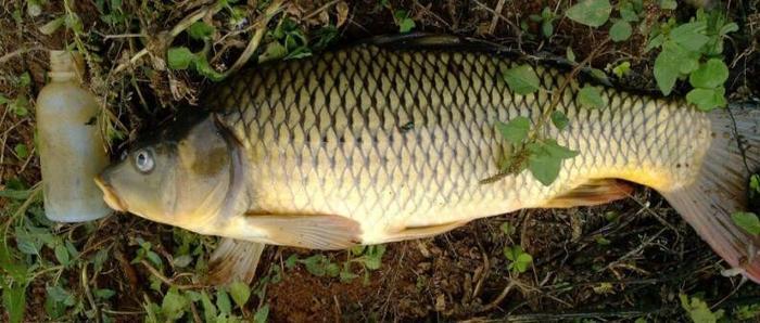 冬季钓鲤鱼的8个技巧攻略,一般人我不告诉他!