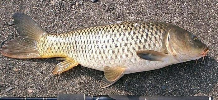 冬季钓鲤鱼的8个技巧攻略,一般人我不告诉他!