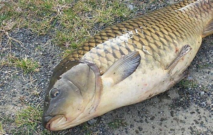 冬季钓鲤鱼的8个技巧攻略,一般人我不告诉他!