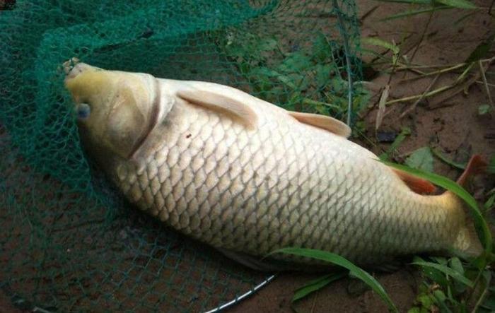 冬季钓鲤鱼的8个技巧攻略,一般人我不告诉他!