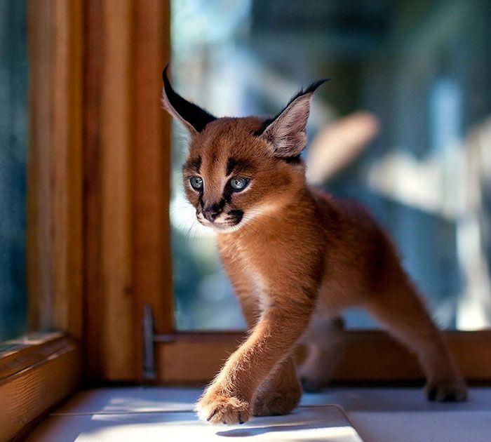 猫科界高颜值宝宝就是它 古埃及法老也被收服:我要养