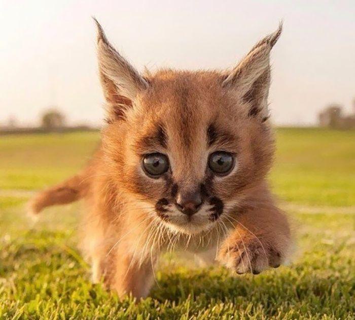 猫科界高颜值宝宝就是它 古埃及法老也被收服:我要养