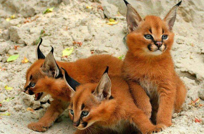 猫科界高颜值宝宝就是它 古埃及法老也被收服:我要养