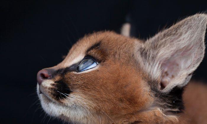 猫科界高颜值宝宝就是它 古埃及法老也被收服:我要养