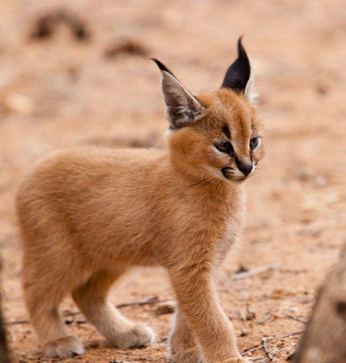 猫科界高颜值宝宝就是它 古埃及法老也被收服:我要养