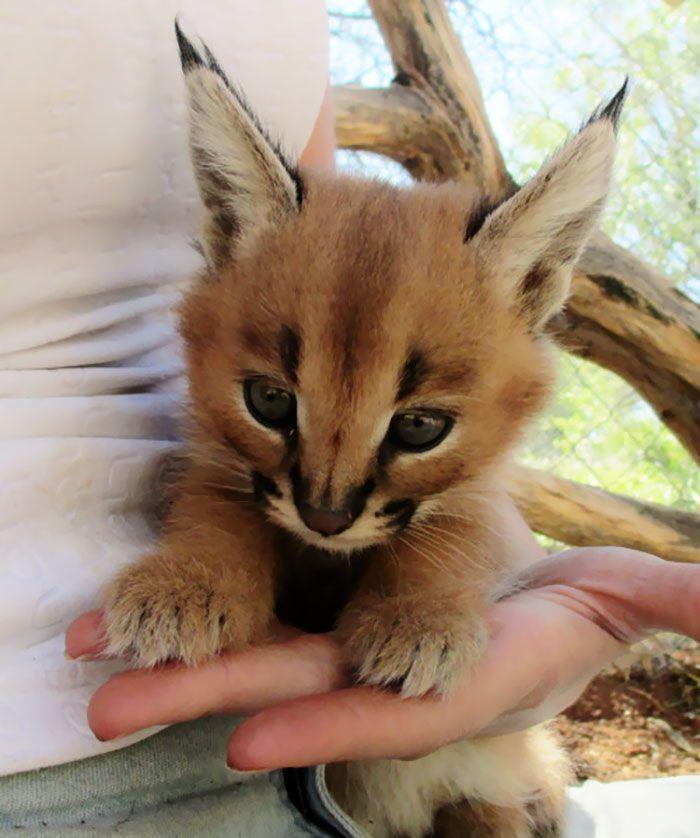 猫科界高颜值宝宝就是它 古埃及法老也被收服:我要养