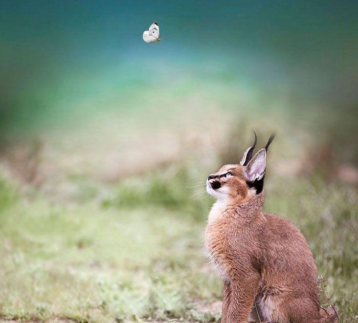 猫科界高颜值宝宝就是它 古埃及法老也被收服:我要养