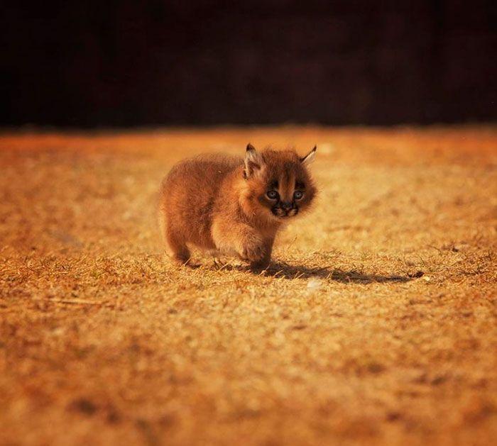 猫科界高颜值宝宝就是它 古埃及法老也被收服:我要养