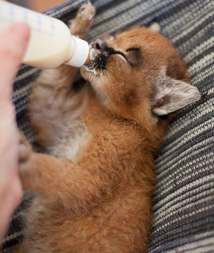 猫科界高颜值宝宝就是它 古埃及法老也被收服:我要养