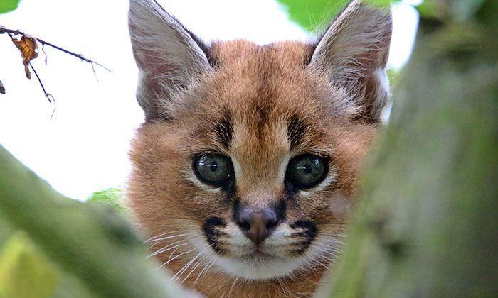 猫科界高颜值宝宝就是它 古埃及法老也被收服:我要养