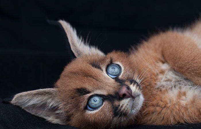 猫科界高颜值宝宝就是它 古埃及法老也被收服:我要养