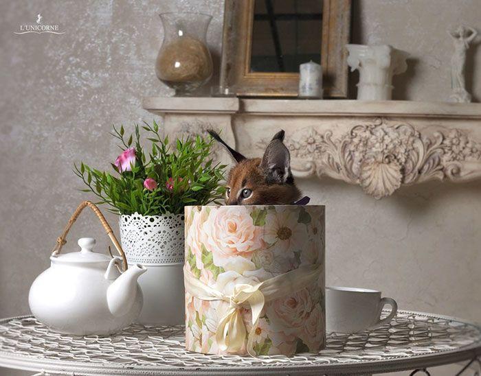 猫科界高颜值宝宝就是它 古埃及法老也被收服:我要养