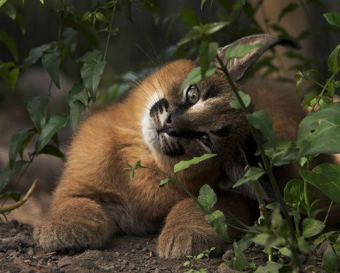 猫科界高颜值宝宝就是它 古埃及法老也被收服:我要养