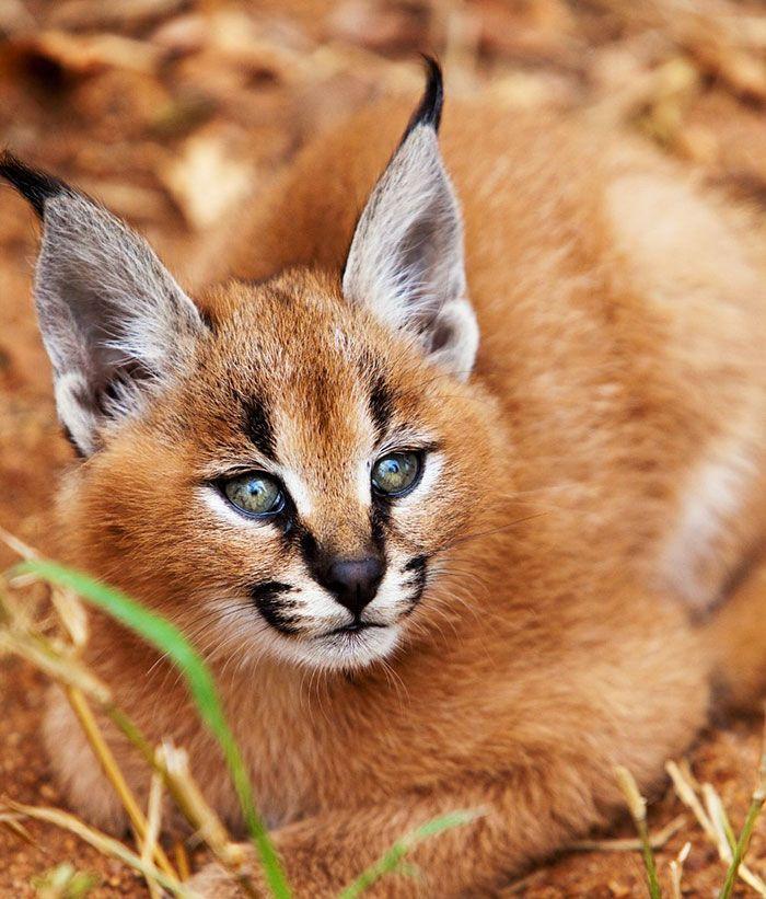 猫科界高颜值宝宝就是它 古埃及法老也被收服:我要养