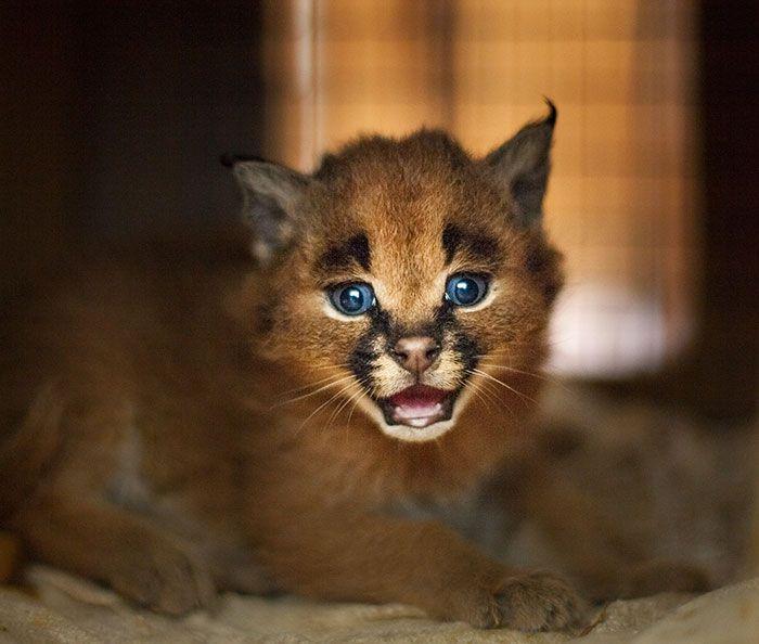 猫科界高颜值宝宝就是它 古埃及法老也被收服:我要养