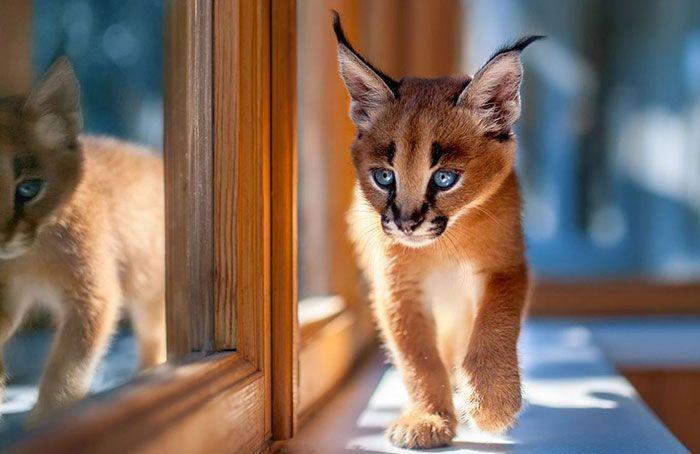 猫科界高颜值宝宝就是它 古埃及法老也被收服:我要养