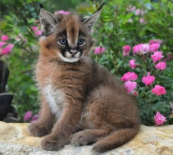 猫科界高颜值宝宝就是它 古埃及法老也被收服:我要养