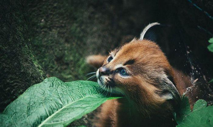 猫科界高颜值宝宝就是它 古埃及法老也被收服:我要养