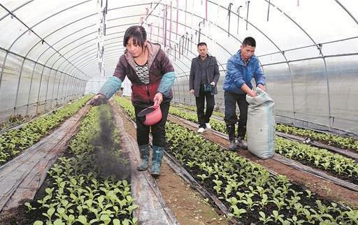 草木灰,浇花预防病虫害,平时撒一把,一年到头植株不生病