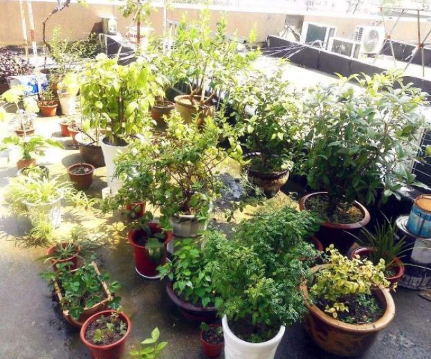 草木灰,浇花预防病虫害,平时撒一把,一年到头植株不生病