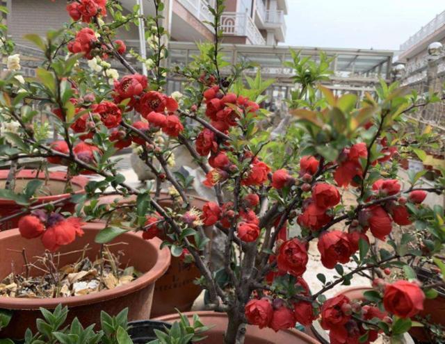 草木灰,浇花预防病虫害,平时撒一把,一年到头植株不生病