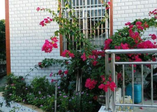 草木灰,浇花预防病虫害,平时撒一把,一年到头植株不生病