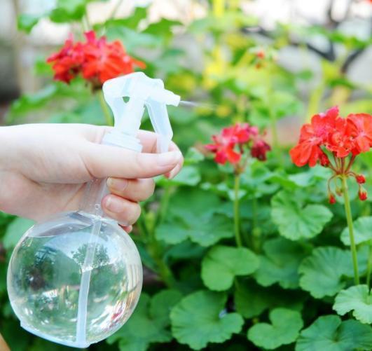 草木灰,浇花预防病虫害,平时撒一把,一年到头植株不生病