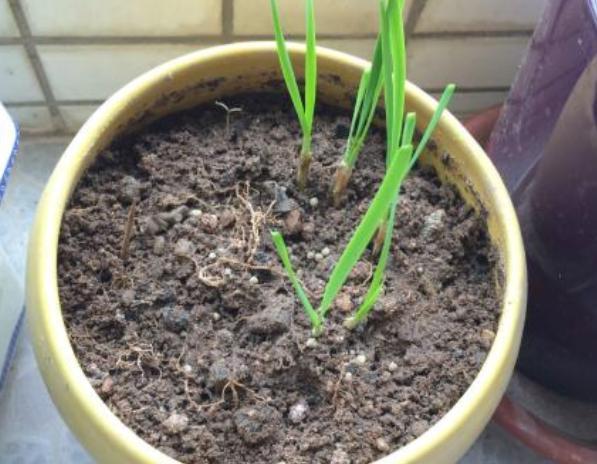 草木灰,浇花预防病虫害,平时撒一把,一年到头植株不生病