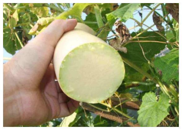 养花不如种“砍瓜”，吃多少砍多少，砍了还能接着长，天天有的吃