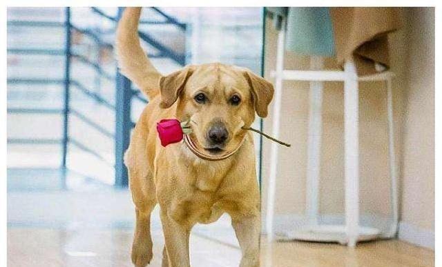 女子备孕9年,生下一对双胞胎女儿,宠物狗因嫉妒咬死小主人