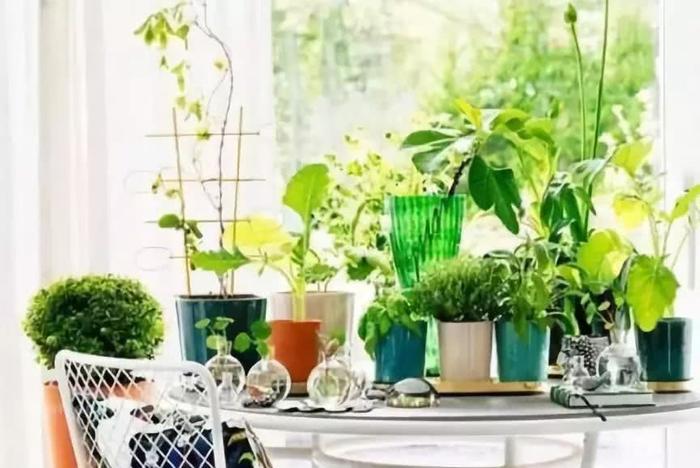 养花有小飞虫?三招让它从花盆中消失