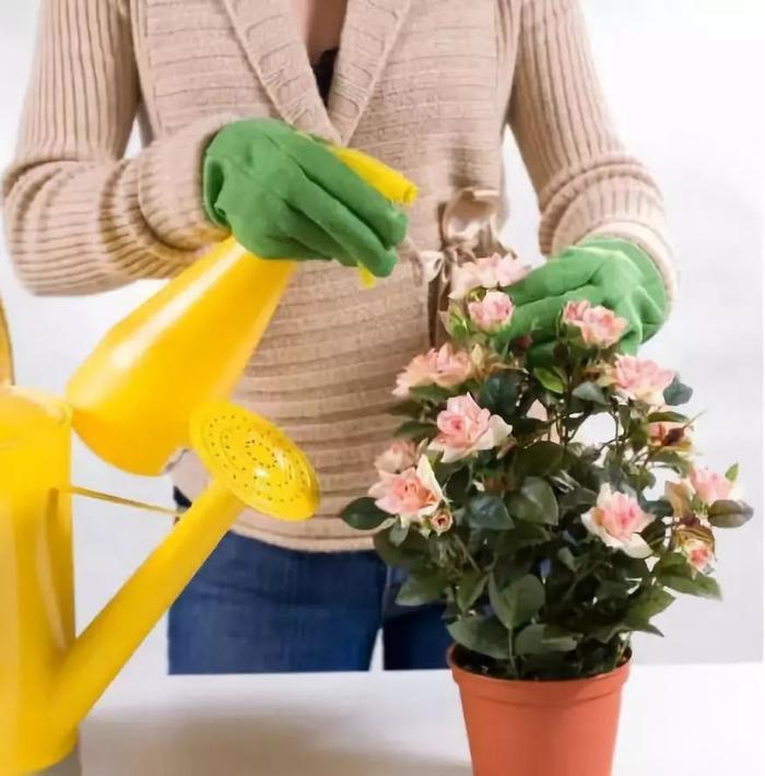 养花有小飞虫?三招让它从花盆中消失