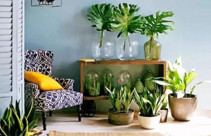 养花有小飞虫?三招让它从花盆中消失