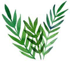 养花有小飞虫?三招让它从花盆中消失