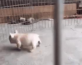 搞笑图片:看完笑着过新年的爆笑图(1231)