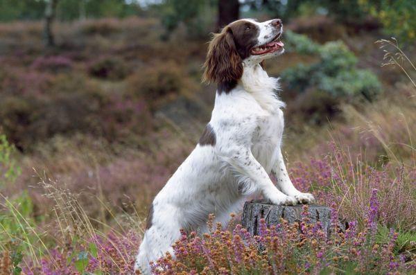 颜值即正义?史宾格兼具颜值和内在的完美犬种