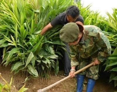 农民五年前无意间开始种它,如今靠它年赚二十万!