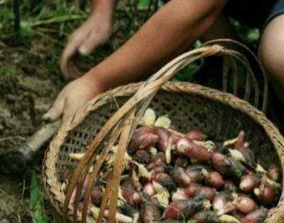 农民五年前无意间开始种它,如今靠它年赚二十万!