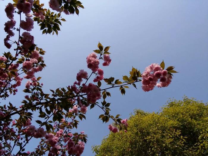 农民致富绝招:蔬菜地里养鱼