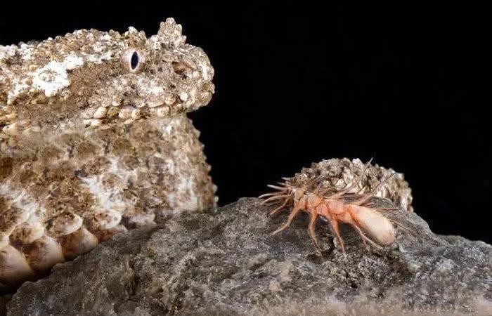 ’毒蛇‘’尾巴伪装成蜘蛛,令无数小鸟上当丧命,小鸟:太难了