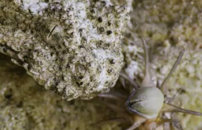 ’毒蛇‘’尾巴伪装成蜘蛛,令无数小鸟上当丧命,小鸟:太难了