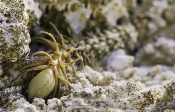 ’毒蛇‘’尾巴伪装成蜘蛛,令无数小鸟上当丧命,小鸟:太难了