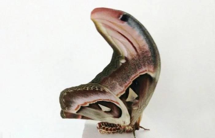 ’毒蛇‘’尾巴伪装成蜘蛛,令无数小鸟上当丧命,小鸟:太难了